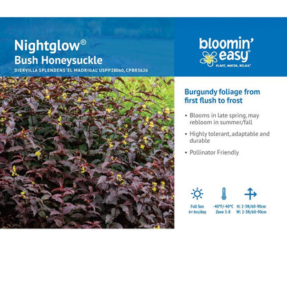 Diervilla Nightglow™ Bush Honeysuckle