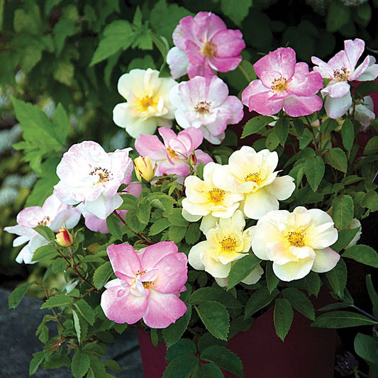 Rosa Peach Lemonade® Rose