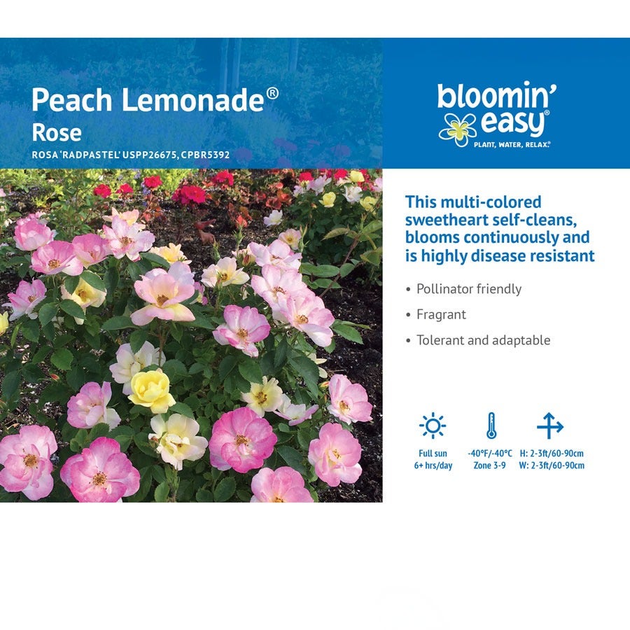 Rosa Peach Lemonade® Rose