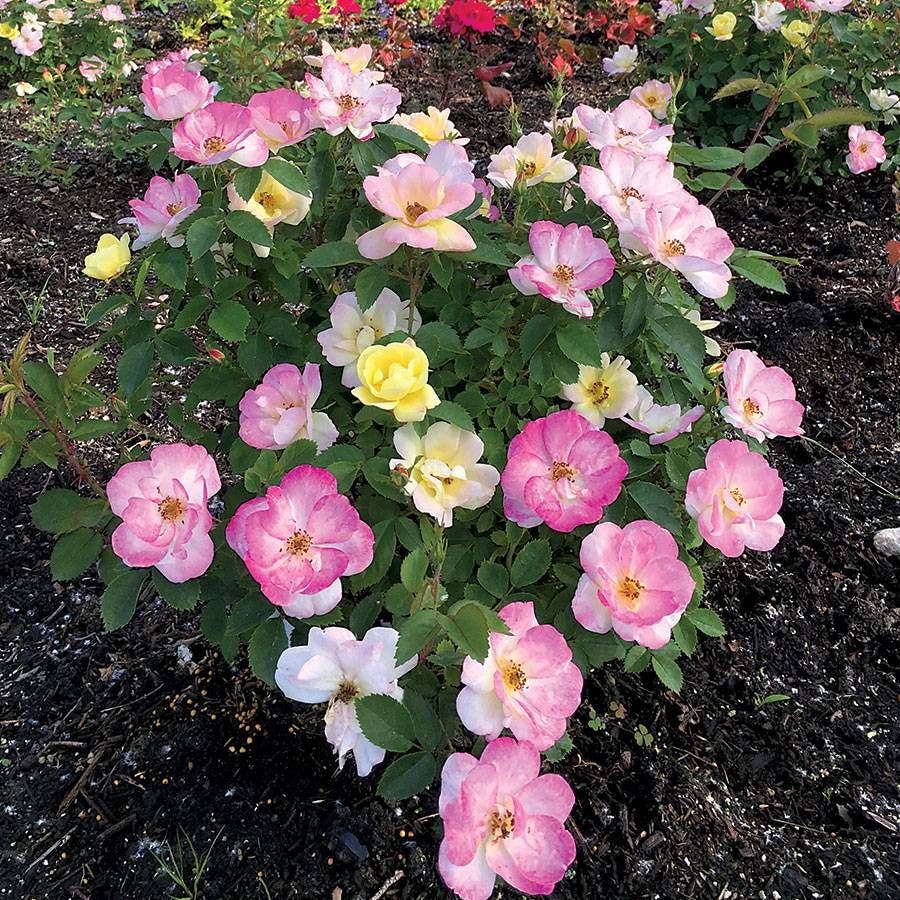 Rosa Peach Lemonade® Rose