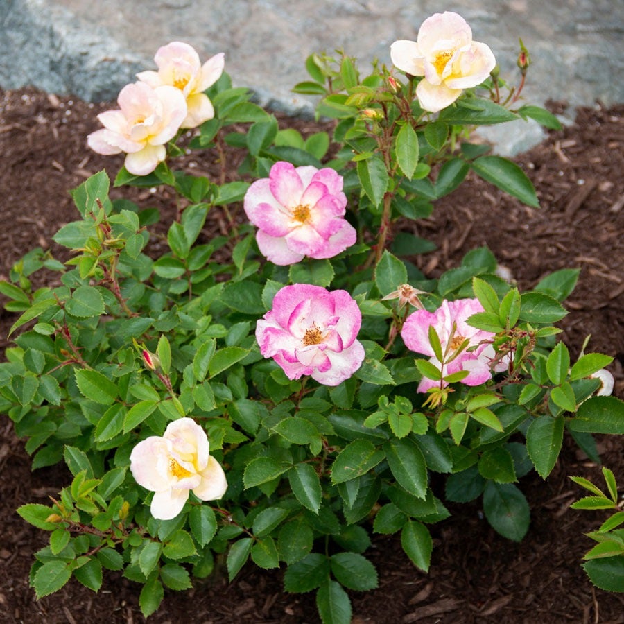 Rosa Peach Lemonade® Rose