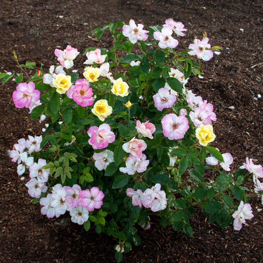 Rosa Peach Lemonade® Rose