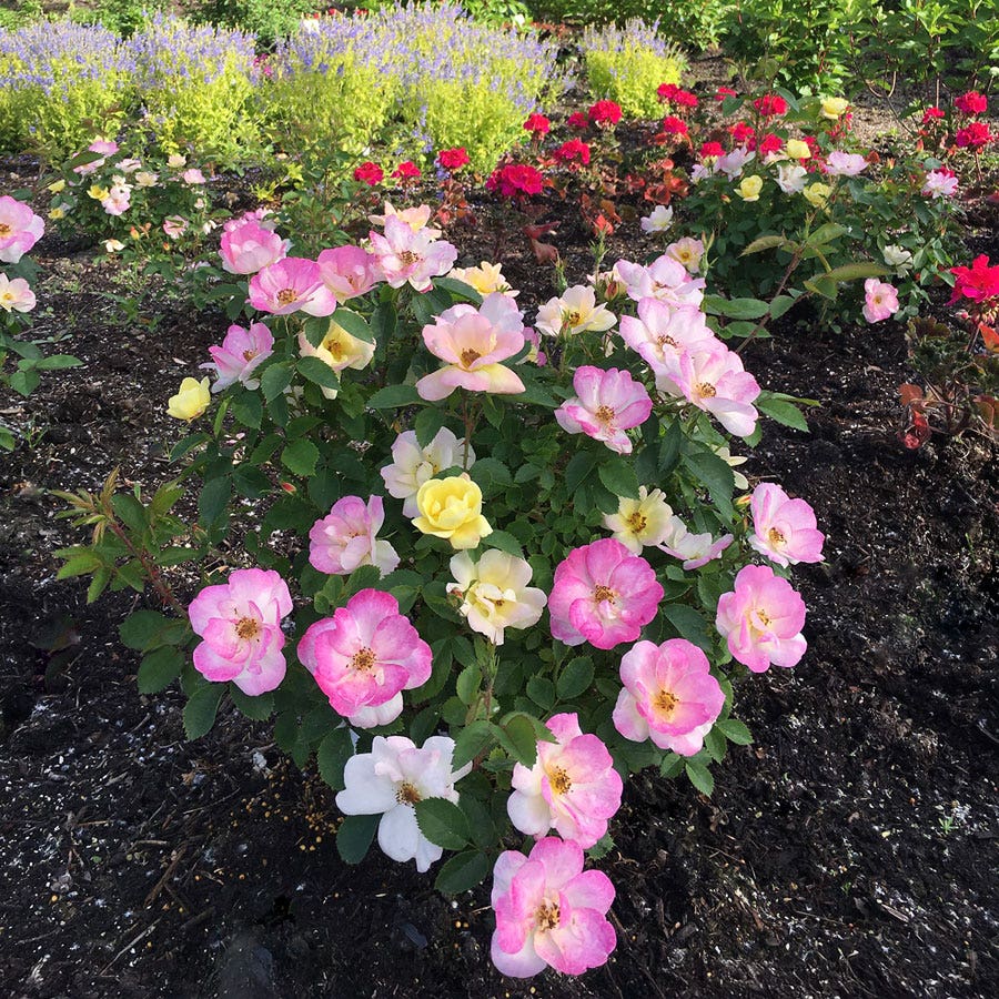 Rosa Peach Lemonade® Rose
