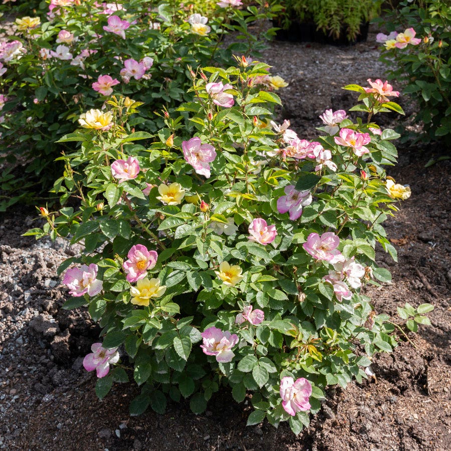 Rosa Peach Lemonade® Rose