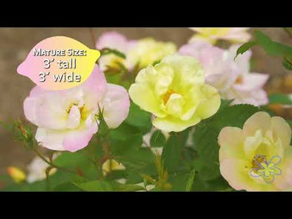 Rosa Peach Lemonade® Rose