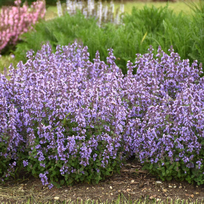 Nepeta 'Cat's Pajamas' Catmint