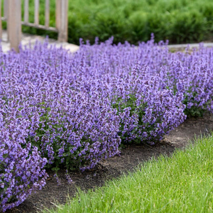 Nepeta 'Cat's Pajamas' Catmint