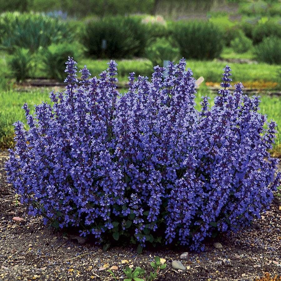 Nepeta 'Cat's Pajamas' Catmint