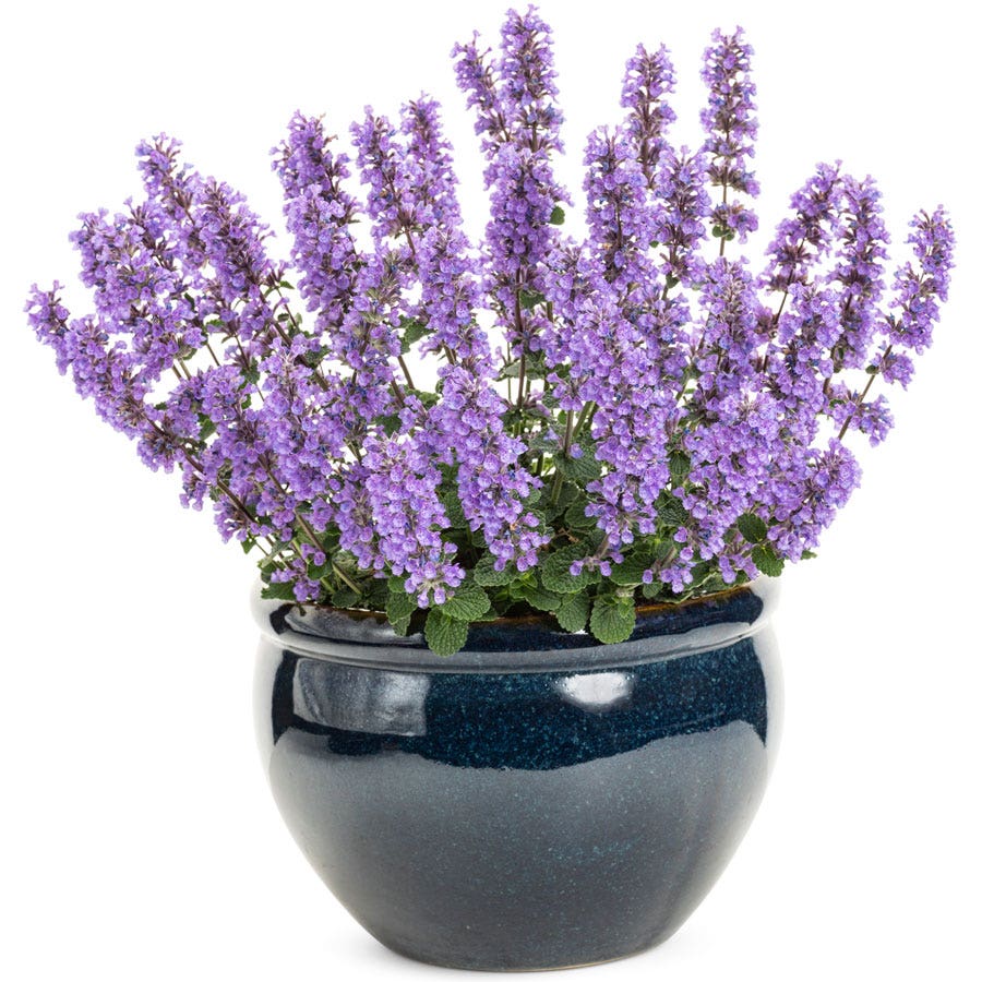 Nepeta 'Cat's Pajamas' Catmint