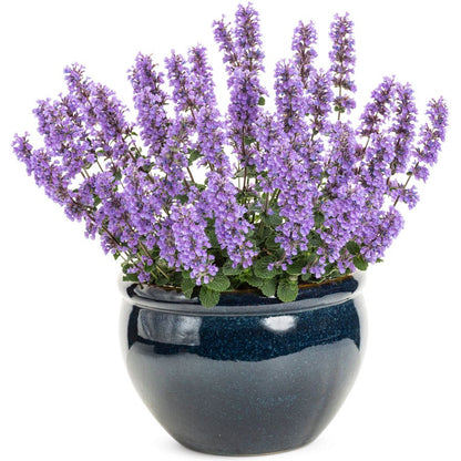 Nepeta 'Cat's Pajamas' Catmint