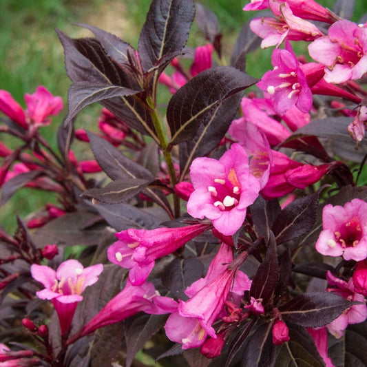 Weigela Stunner®