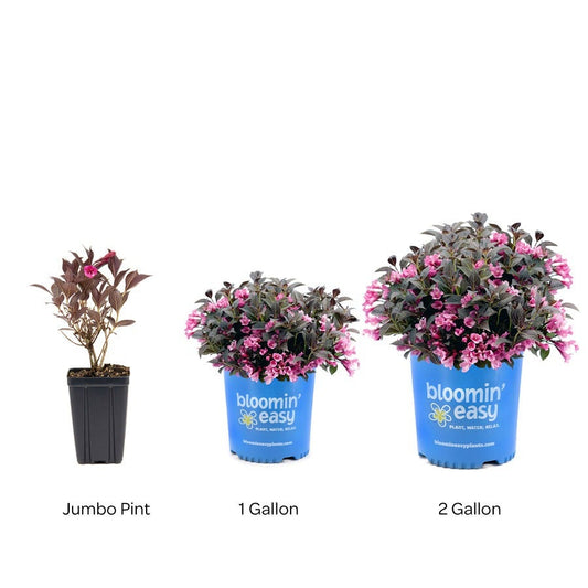 Weigela Stunner®