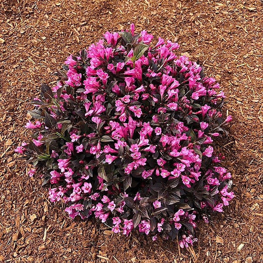 Weigela Stunner®