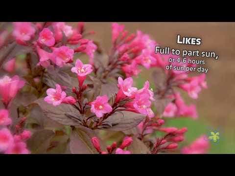 Weigela Stunner®