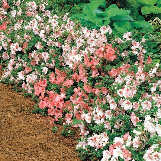 Rhododendron 'Hilda Niblett' Azalea