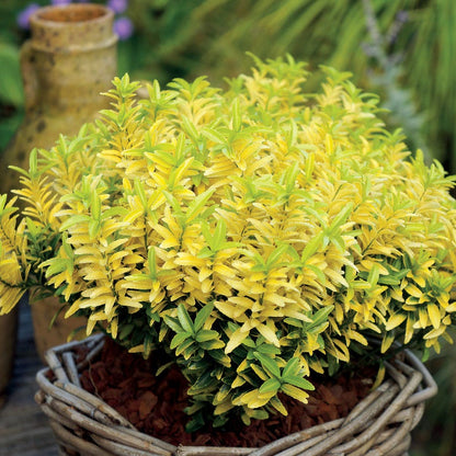 Euonymus 'Happiness'