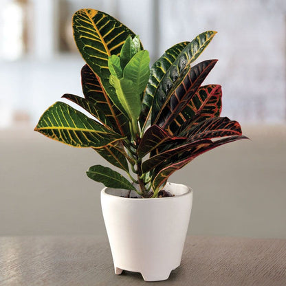 Croton Houseplant