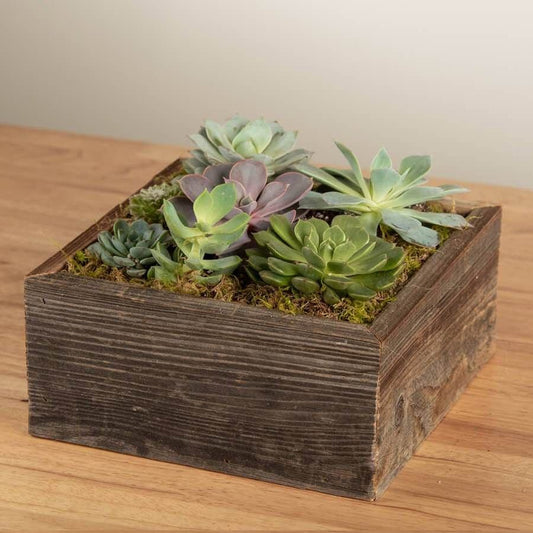 Square Mix Succulent Garden