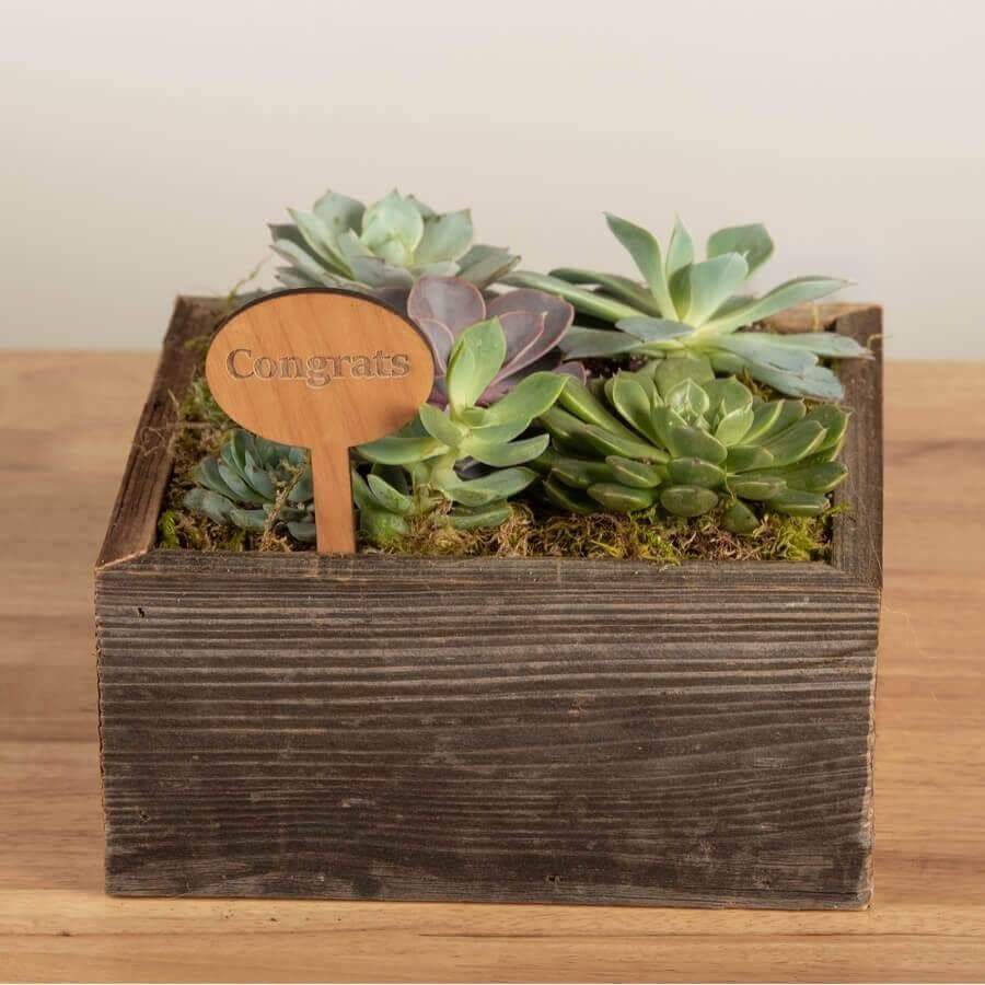 Square Mix Succulent Garden