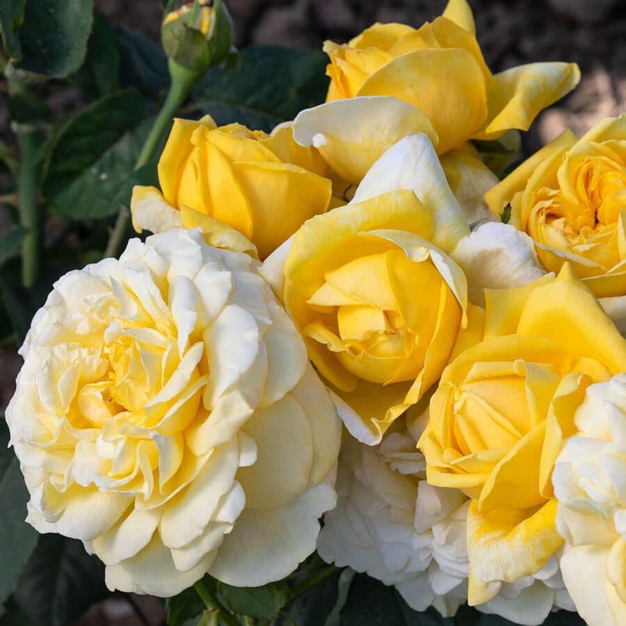 Rosa Larger Than Life