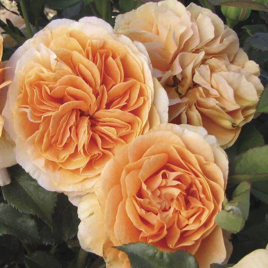 Rosa Double Easy Orange