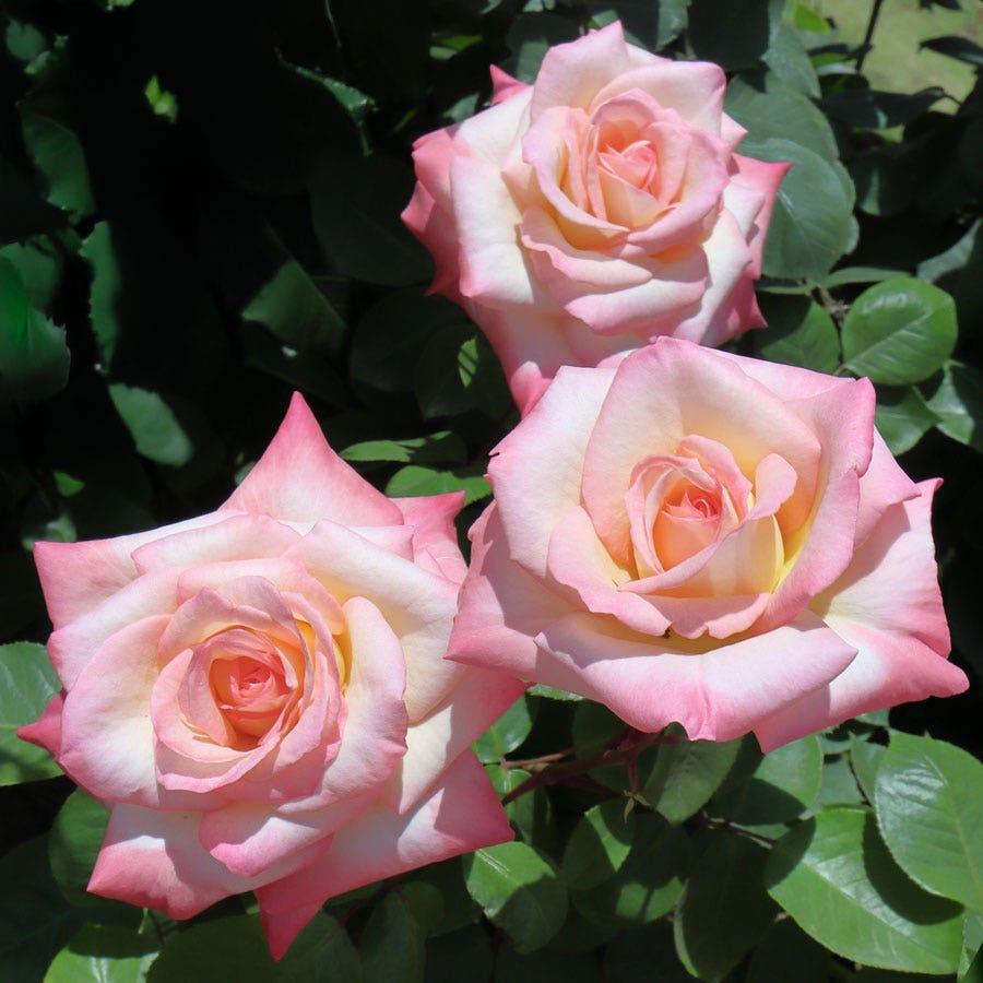 Rosa Elegant Lady
