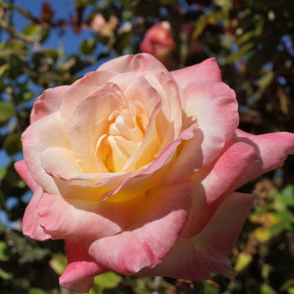 Rosa Elegant Lady
