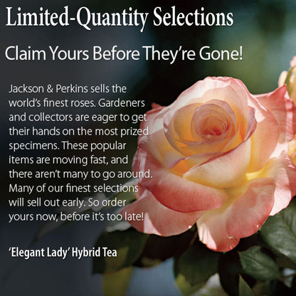Rosa Elegant Lady
