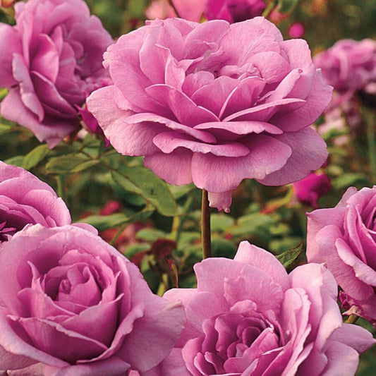 Rosa Sugar Plum