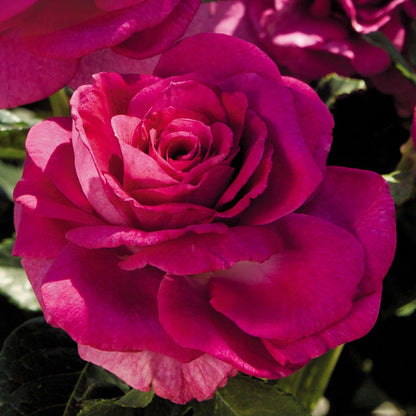 Rosa Sweet Intoxication