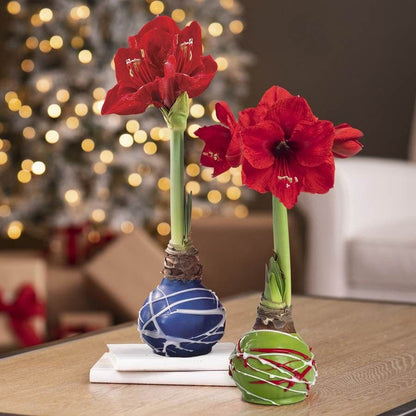Festive Swirl Waxed Red Lion Amaryllis