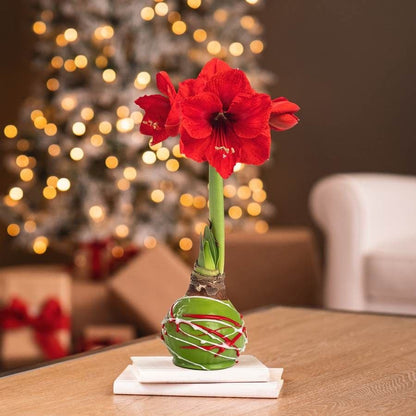 Festive Swirl Waxed Red Lion Amaryllis