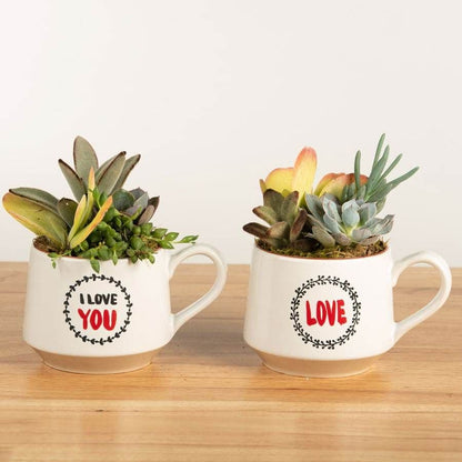 Love Expressions Mixed Succulent Mugs