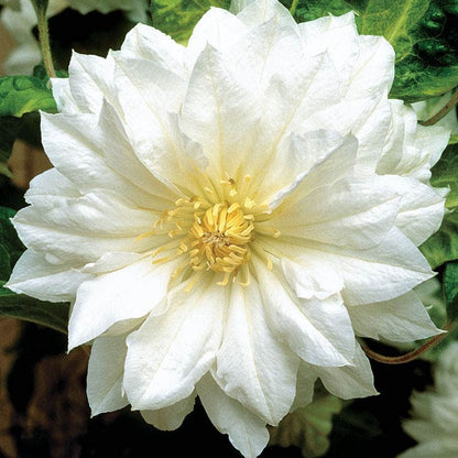 Clematis 'Duchess of Edinburgh' White Clematis