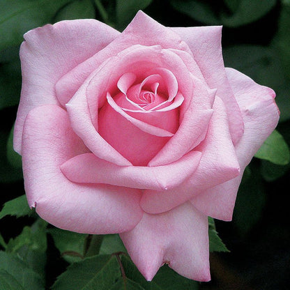 Belinda's Dream Shrub Rose