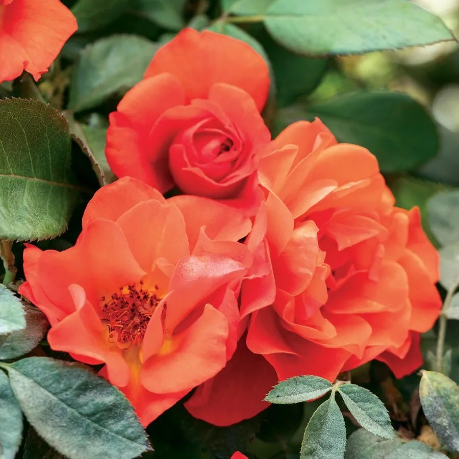 Rosa Mandarin Sunset
