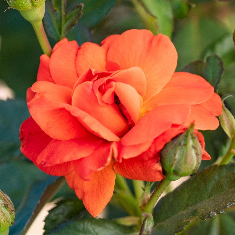 Rosa Mandarin Sunset