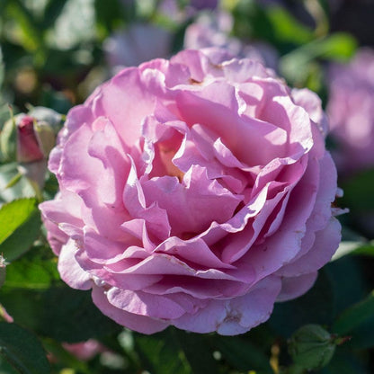 Rosa Blushing Lavender