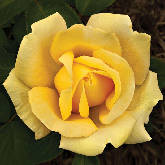 Rosa Eternal Flame™