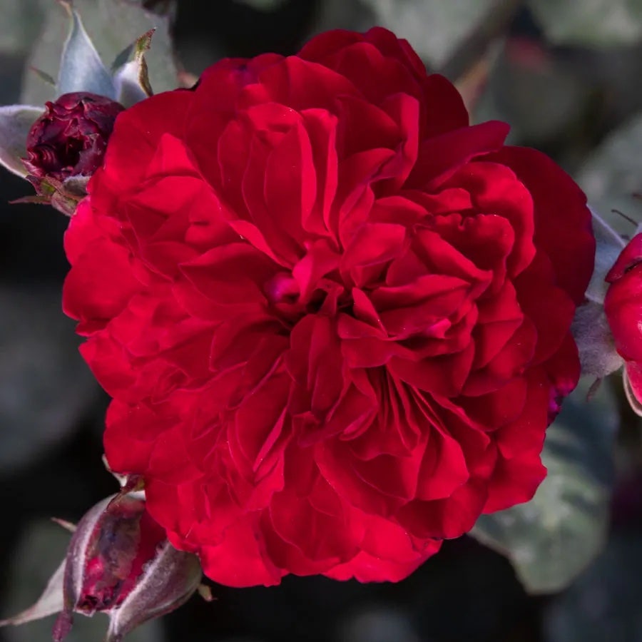 Rosa Never Been Redder