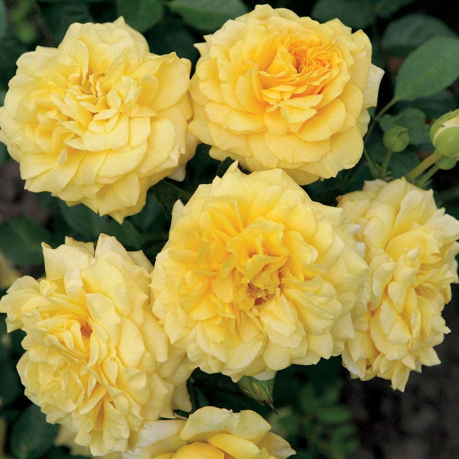 Rosa Tupelo Honey™ Sunbelt®