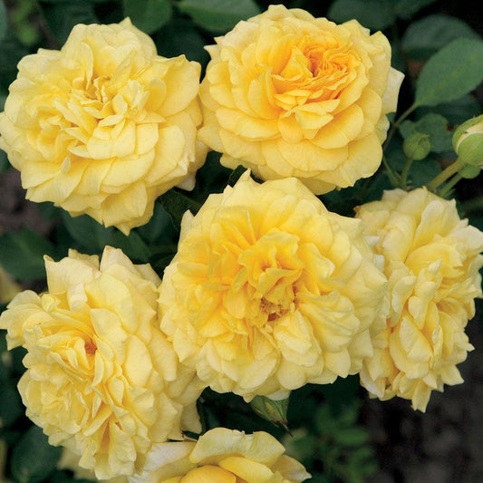 Rosa Tupelo Honey™ Sunbelt®