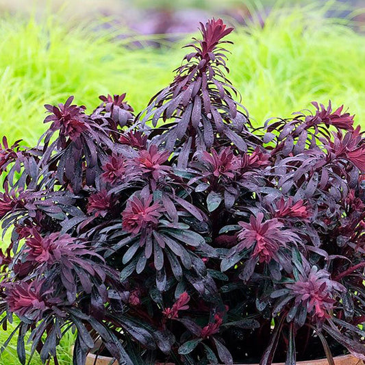 Euphorbia Miner's Merlot Spurge