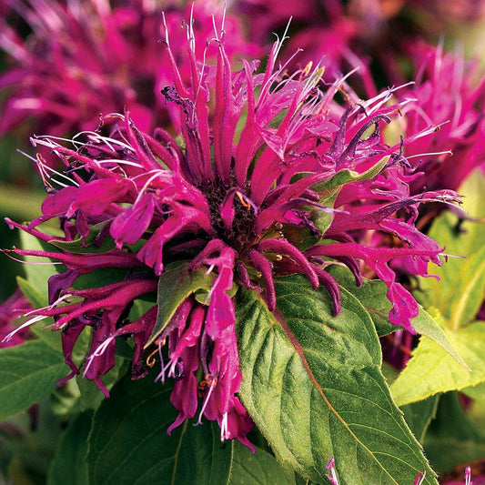 Monarda Balmy™ Purple Bee Balm