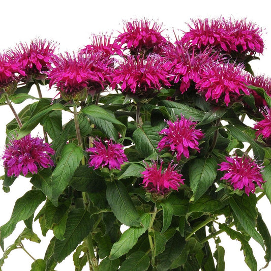 Monarda Balmy™ Purple Bee Balm