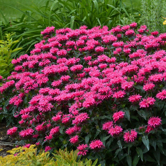 Monarda Sugar Buzz® 'Bubblegum Blast' Bee Balm