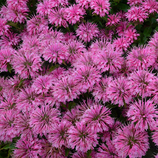 Monarda Sugar Buzz® 'Bubblegum Blast' Bee Balm