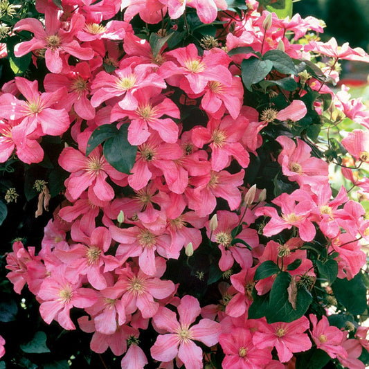 Clematis 'Comtesse de Bouchard'