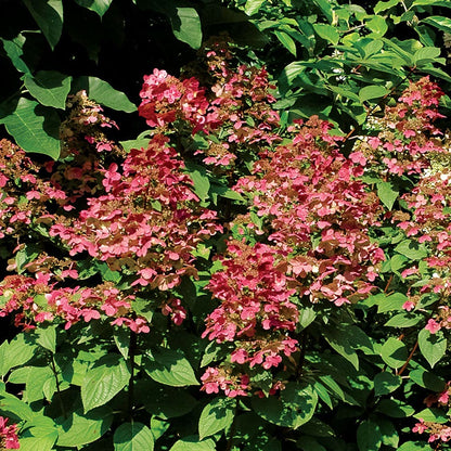Hydrangea Fire and Ice™ Panicle Hydrangea
