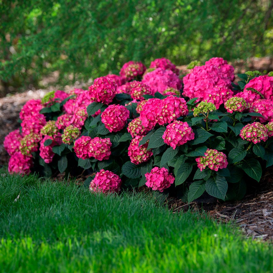 Hydrangea Endless Summer® Summer Crush® Bigleaf Hydrangea